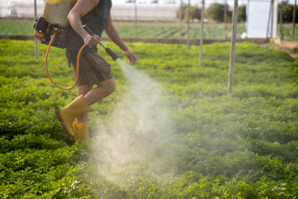 Best Pest Removal Services  in Bremen, GA