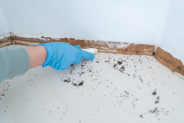 Best Wasp Removal Services  in Bremen, GA