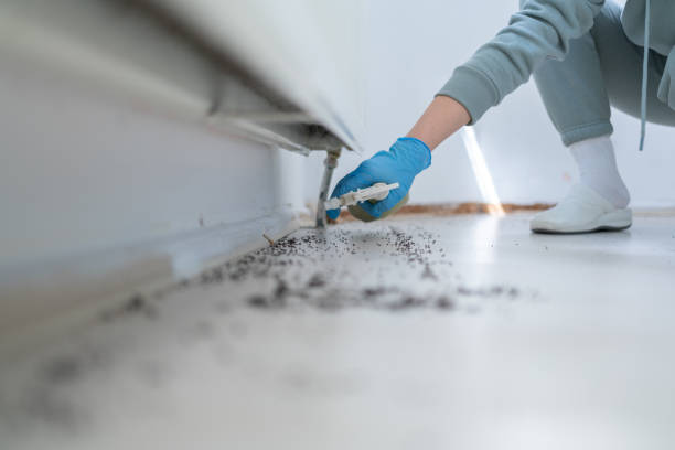 Best Rat Extermination Near Me  in Bremen, GA